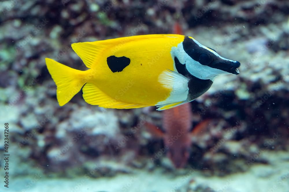 One Spot Foxface, Siganus unimaculatus, a yellow saltwater marine fish with yellow body and black and white striped face. A good fish for eating algae