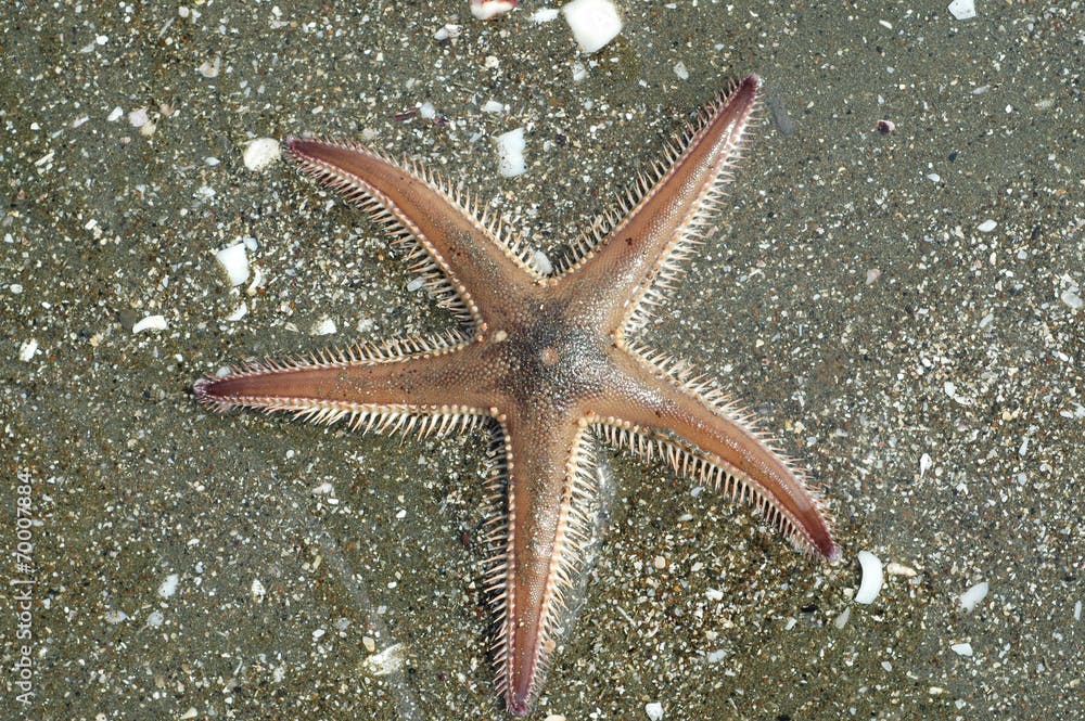 Astropecten spiny sea star on silty bottom