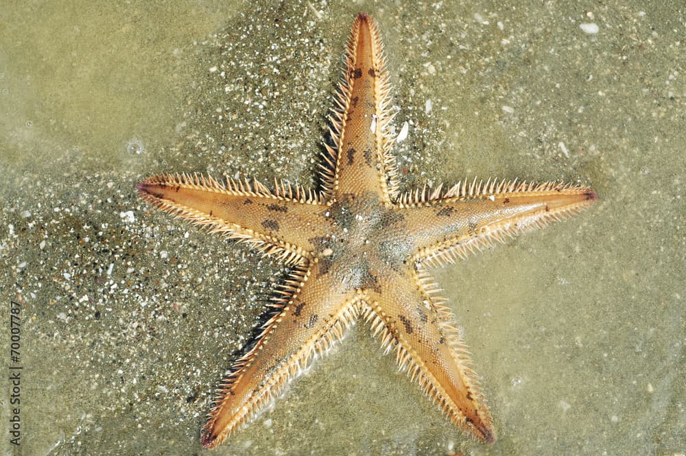 Astropecten spiny sea star on silty bottom