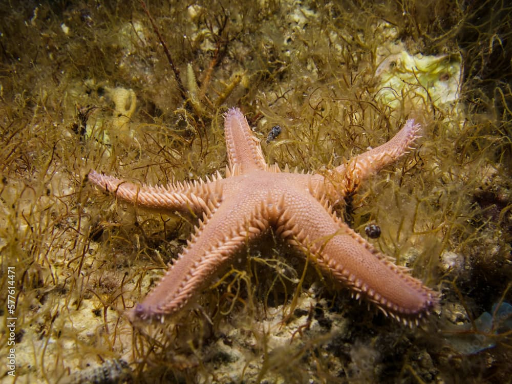 Comb sea star - Astropecten platyacanthus from Cyprus 