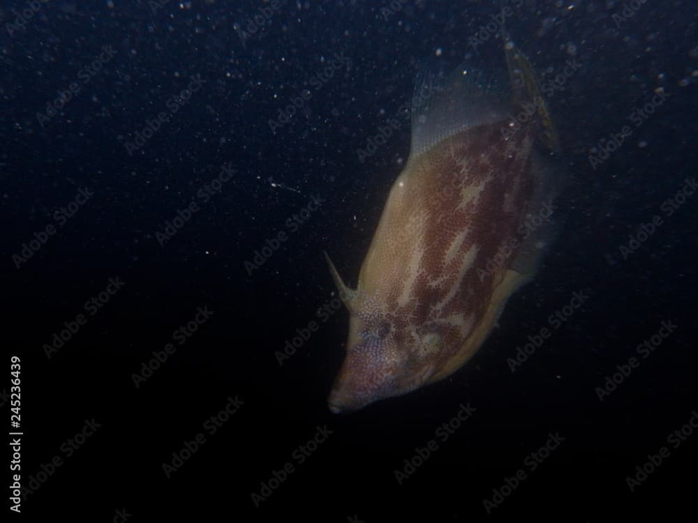 Fan-bellied Leatherjacket (Monacanthus chinensis)