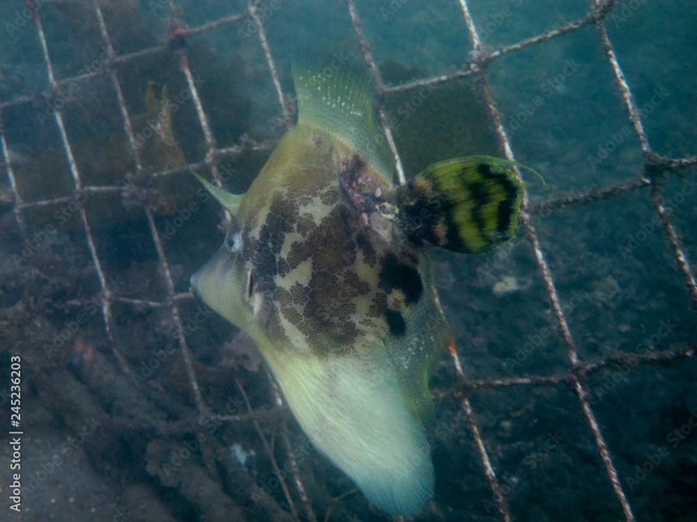 Fan-bellied Leatherjacket (Monacanthus chinensis)