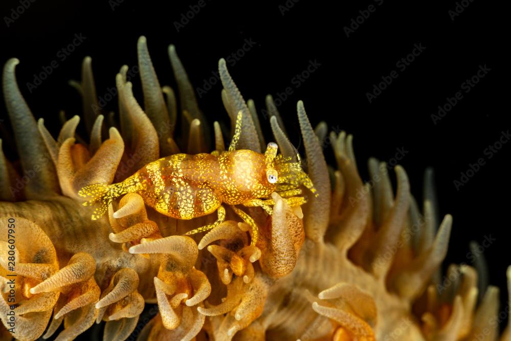 Zanzibar whip coral shrimp - Dasycaris zanzibarica