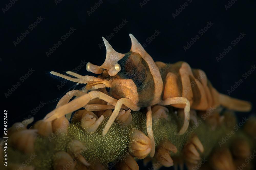 Zanzibar Whip Coral Shrimp (Dasycaris zanzibarica). Underwater macro photography from Anilao, Philippines