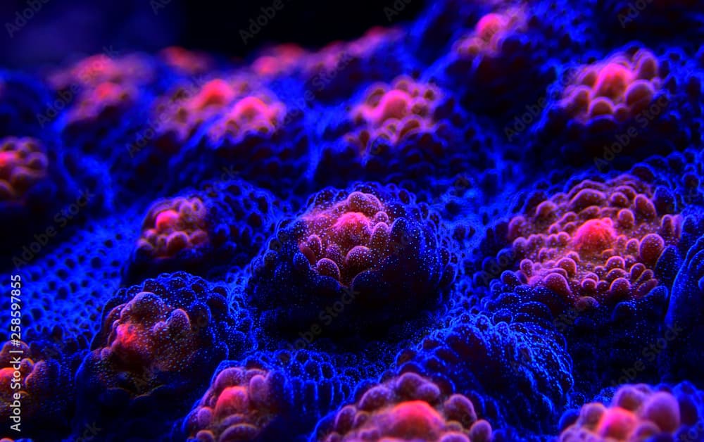 Halloween Screamer Chalice coral in macro shot ( Echinophyllia sp. )