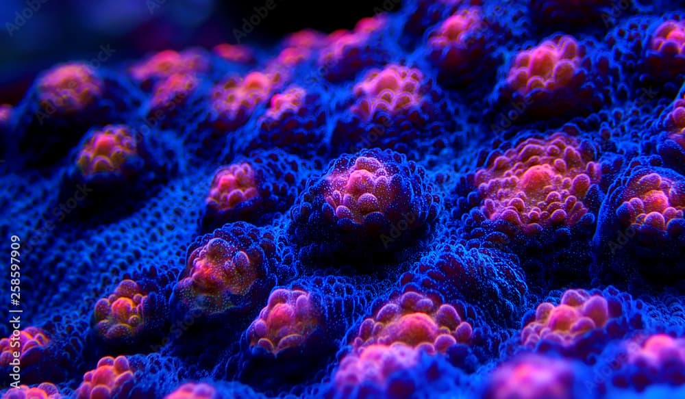 Halloween Screamer Chalice coral in macro shot ( Echinophyllia sp. )