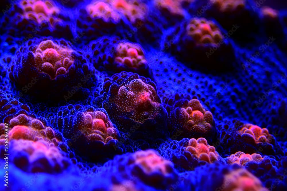 Halloween Screamer Chalice coral in macro shot ( Echinophyllia sp. )