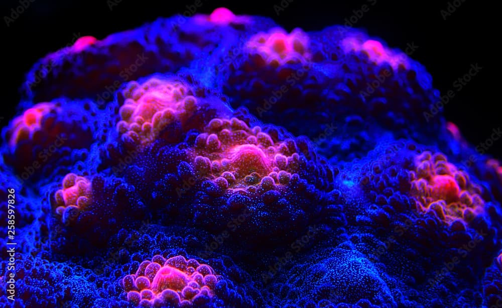 Halloween Screamer Chalice coral in macro shot ( Echinophyllia sp. )