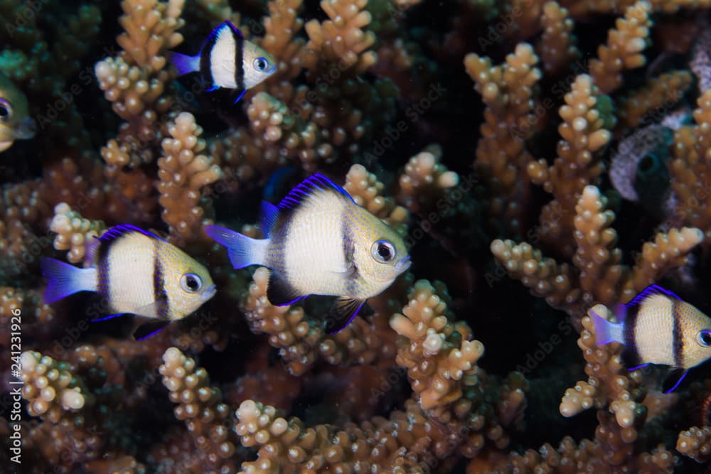 A Twobar Humbug - Indian Dascyllus (Dascyllus Carneus) fish hiding in the coral on the reef. A small, rounded, light colored body with two dark stripes and blue fins.