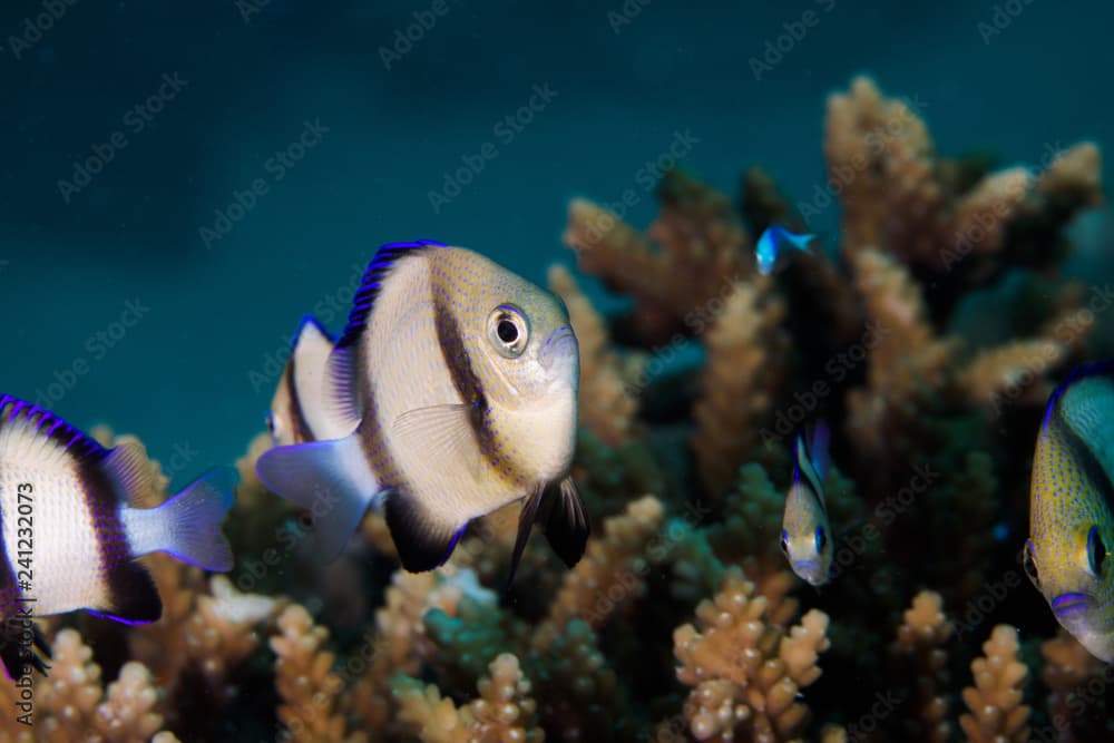 A Twobar Humbug - Indian Dascyllus (Dascyllus Carneus) fish hiding in the coral on the reef. A small, rounded, light colored body with two dark stripes and blue fins.