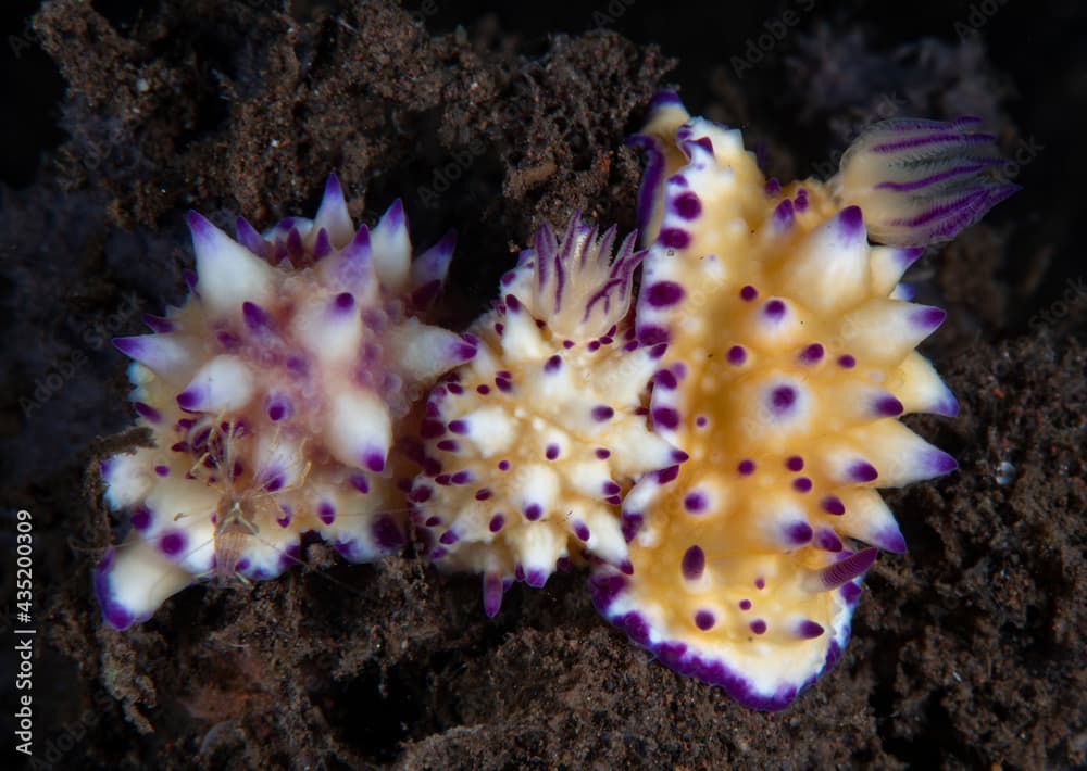 Nudibranch (sea slug) - Mexichromis multituberculata feeding on a sponge. Underwater macro world of Tulamben, Bali, Indonesia. 