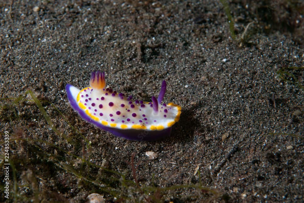 Mexichromis multituberculata Nudibranch