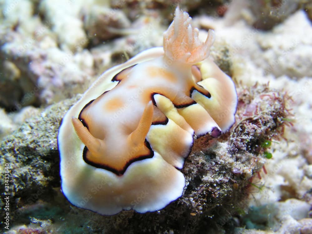 Nacktschnecke Nudibranch