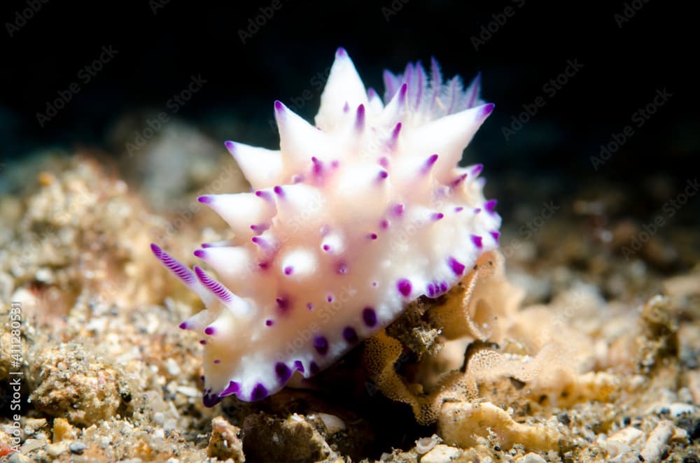 Nudibranch (Mexichromis multituberculata)