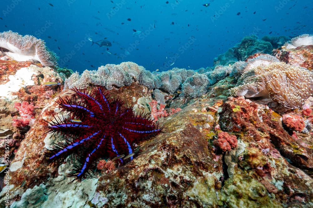 Crown of thorns starfish with sea anemone on coral reef at North Andaman, a famous scuba diving dive site and exotic underwater landscape in Thailand.