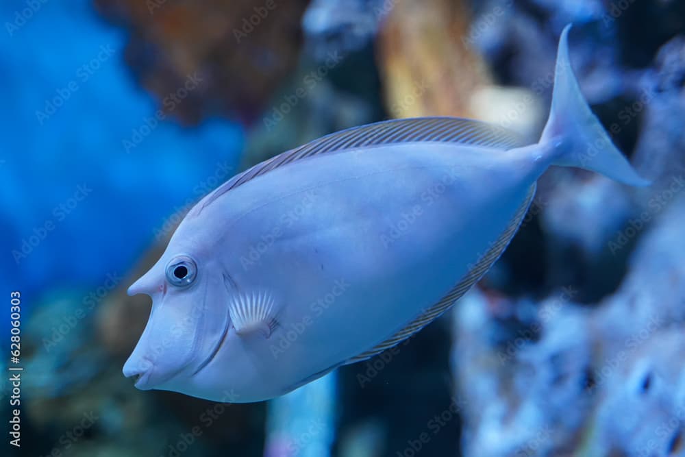 Bluespine Unicorn Tang..(Naso unicornis) ..strange fish from Pacific and Indian ocean there are horn likes unicorn swimming in large aquarium