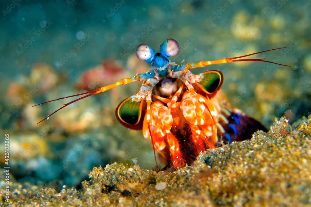 Mantis Shrimp, Peacock Mantis, Odomodactylus scylla, Coral Reef, Lembeh, North Sulawesi, Indonesia, Asia