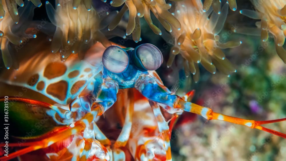 Peacock mantis shrimp gets out of his burrow. Underwater macro photography