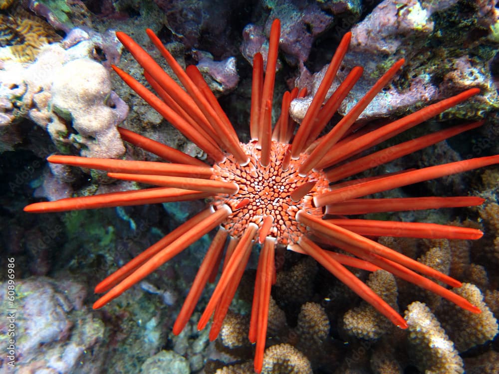 Red slate pencil urchin