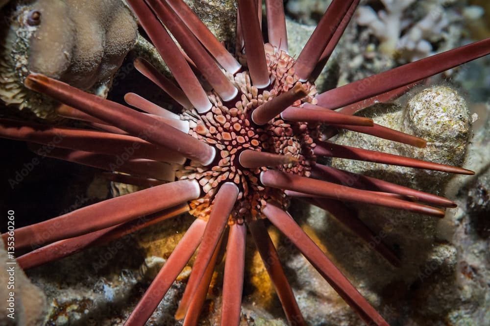 Pencil urchin