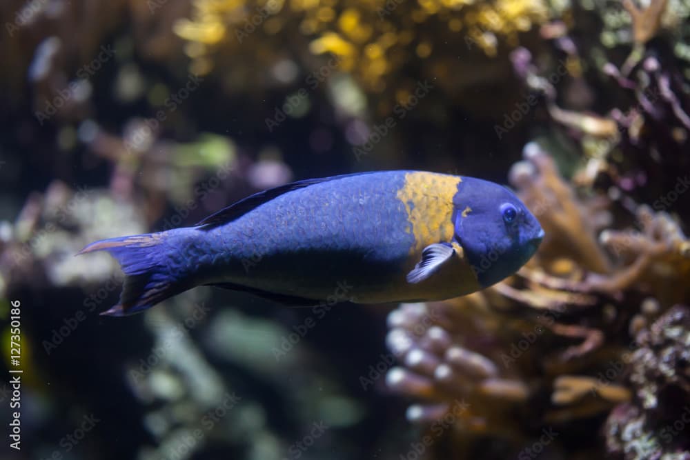 Saddle wrasse (Thalassoma duperrey).