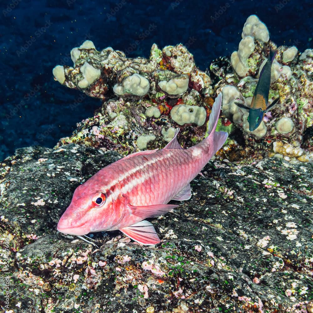 Whitesaddle Goatfish, Hawaii, USA