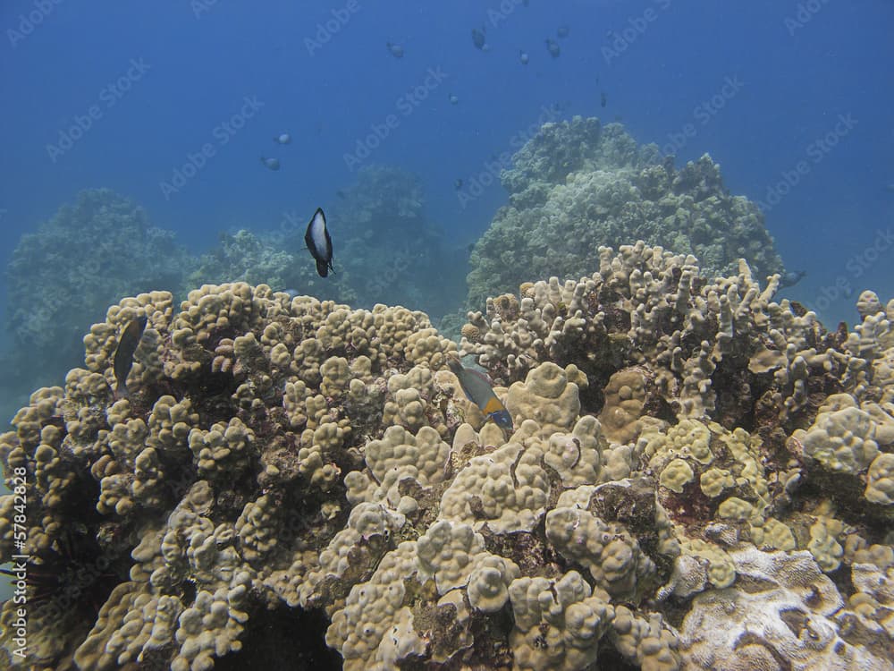 saddle wrasse