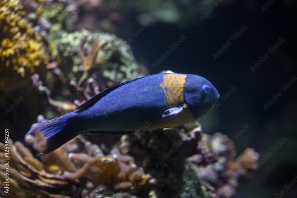 Saddle wrasse (Thalassoma duperrey).