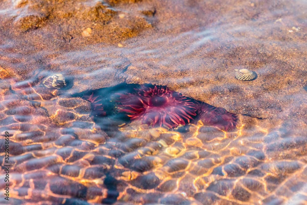 Waratah Anemones underwater