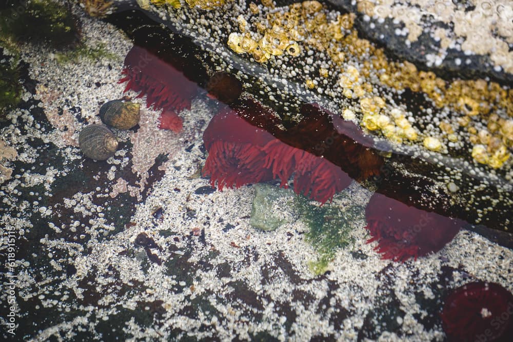 red waratah anemone in shallow water