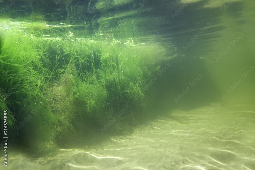 Thickets of macroalga Ulva intestinalis. The underwater part of the rock rock, covered with algae and illuminated by the sun.