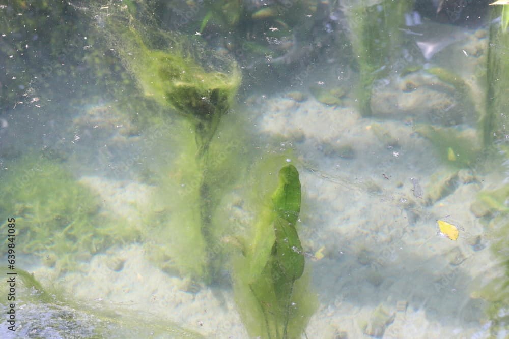 Enteromorpha intestinalis green alga in water