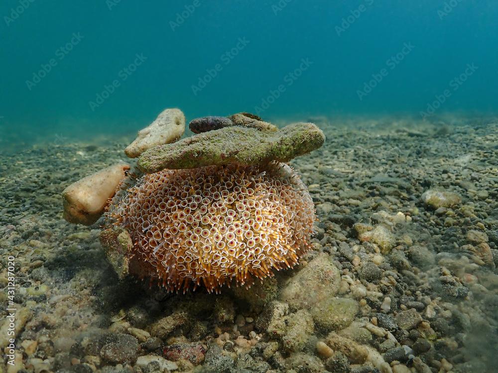 Flower sea urchin as a sea creature. Has a behavior of bringing various materials to himself.Toxopneustes pileolus.