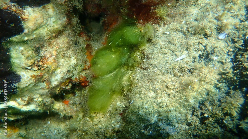 Green bush macroalgae (Cladophora prolifera) undersea, Aegean Sea, Greece, Halkidiki