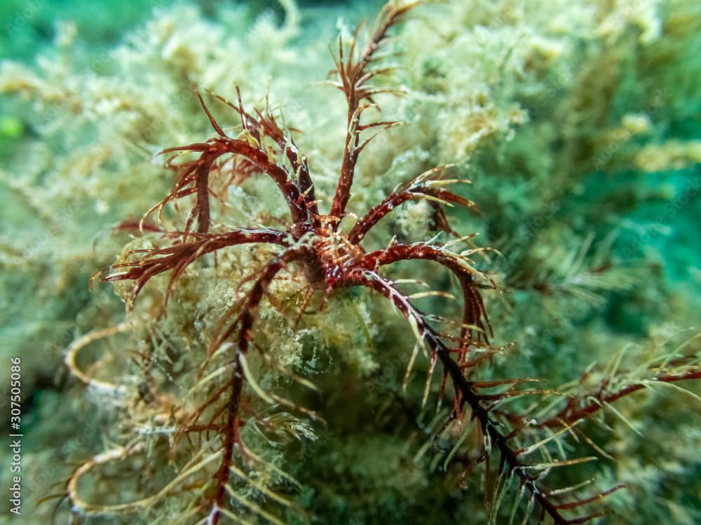 Mediterranean feather star water lilly - Antedon mediterranea on sea bed