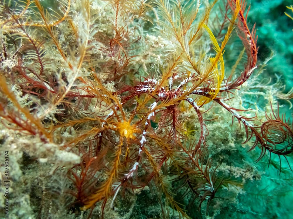 Mediterranean feather star water lilly - Antedon mediterranea on sea bed