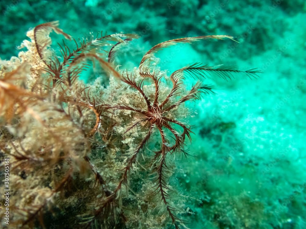 Mediterranean feather star water lilly - Antedon mediterranea on sea bed