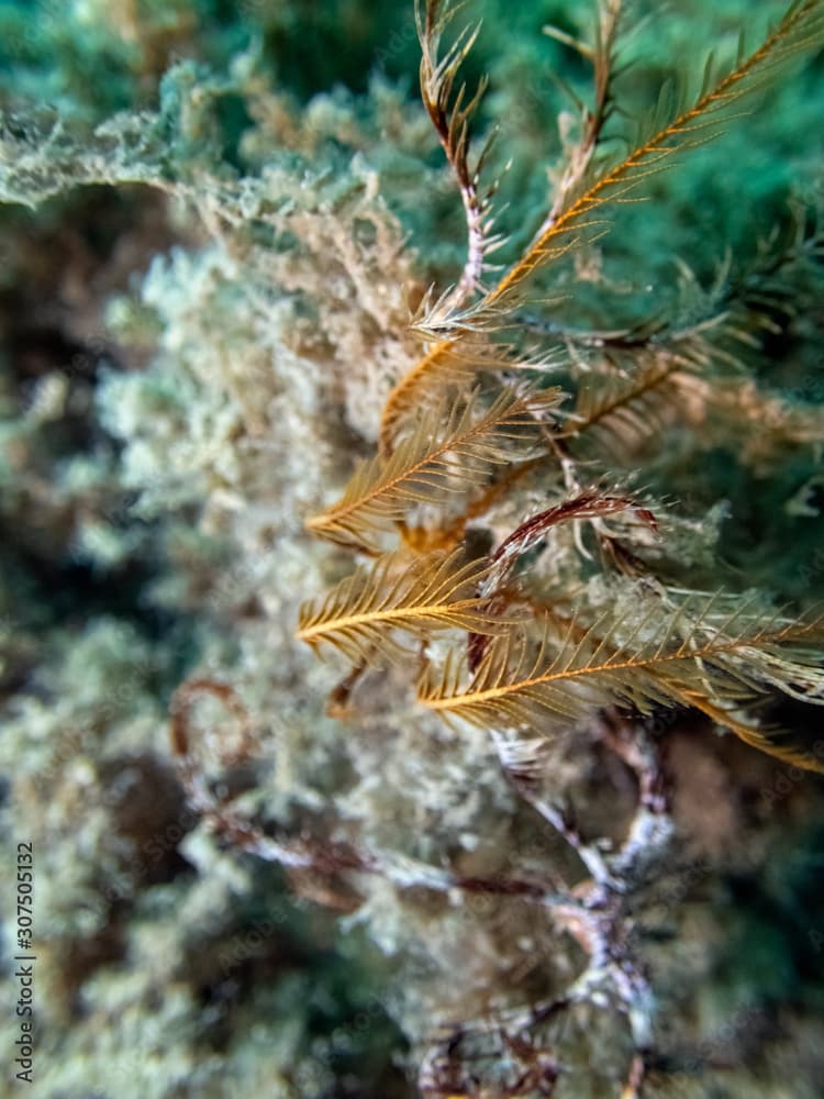 Mediterranean feather star water lilly - Antedon mediterranea on sea bed