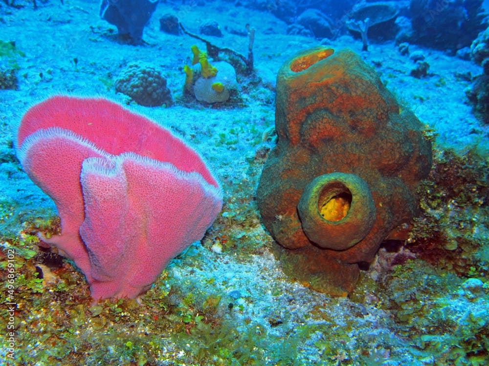 Pink Vase Sponge in Caribbean Sea near Cozumel Island, Mexico