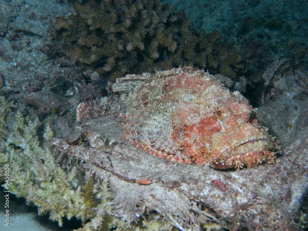 Fransen Drachenkopf (Scorpaenopsis oxycephala) Skorpionfisch