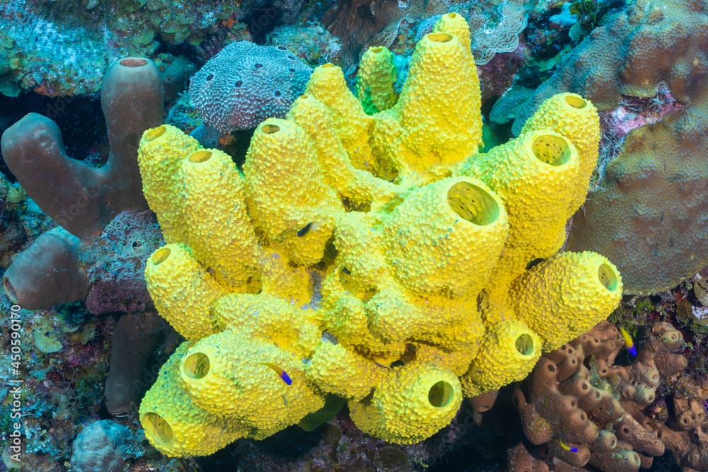 This kind of yellow sponge is called verongia and is common to Little Cayman but not so easy to find in the other islands