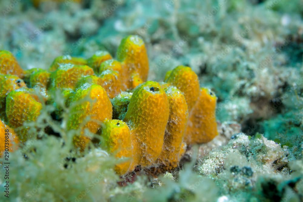 sponge Aplysina aerophoba from Kamenjak