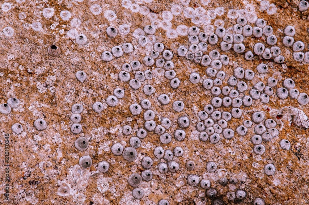 Small Barnacles shell attached on sea stone close up details