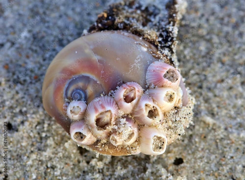 Spiral shell with barnacles attached sitting in the sand on the beach.  