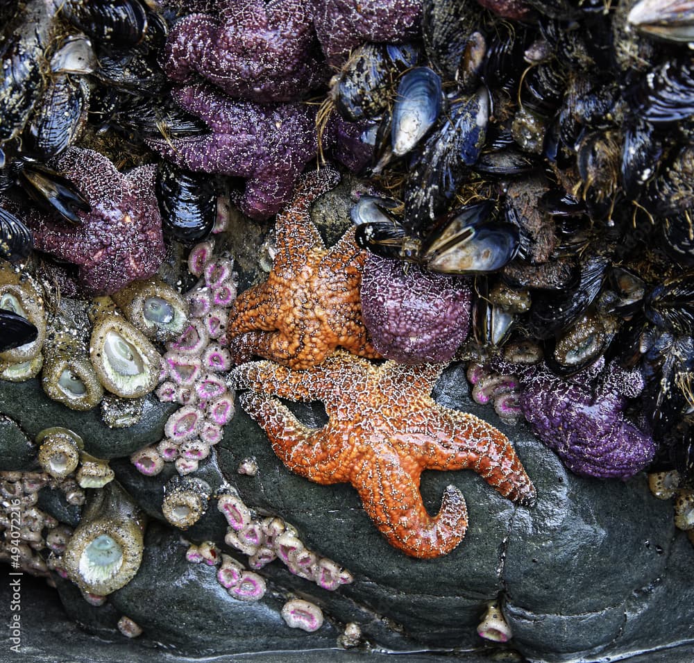 Top view shop of sea star and barnacles on the rock near the beach