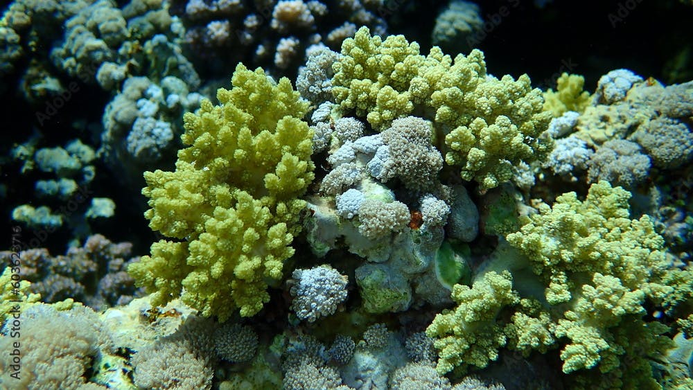 Broccoli coral (Litophyton arboreum) and White pulse coral or pulse coral (Xenia umbellata) undersea, Red Sea, Egypt, Sharm El Sheikh, Nabq Bay
