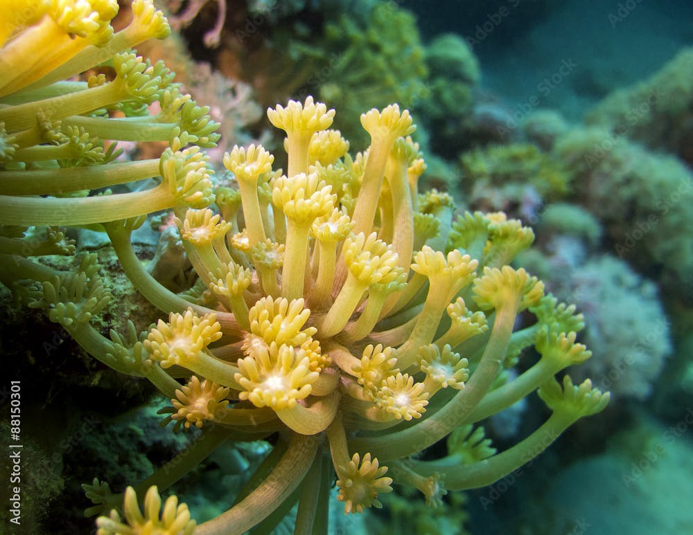yellow  pulsing polyp coral in tropical sea, underwater