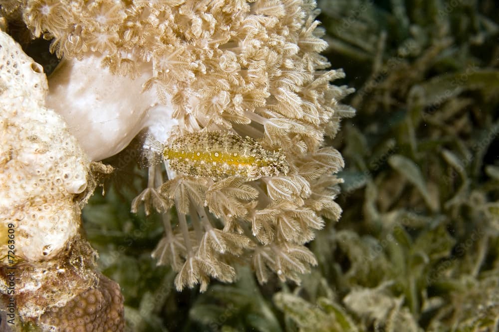 umbrella xenia (xenia umbellata) and a highfin fang blenny 