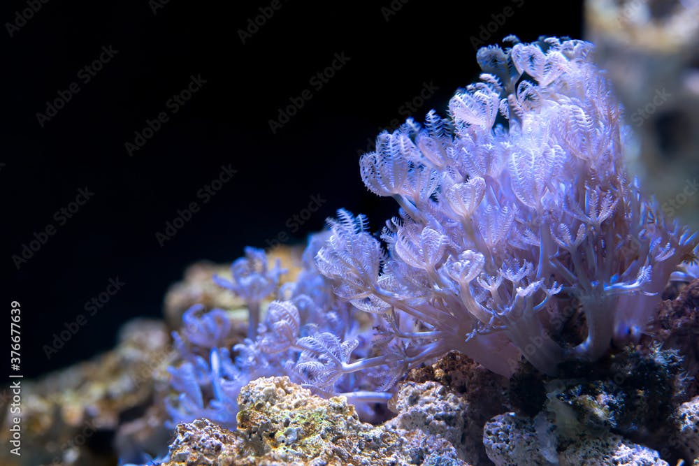 Close up of Soft Coral Pumping Xenia(Xenia sp.) also called Pom Pom Xenia