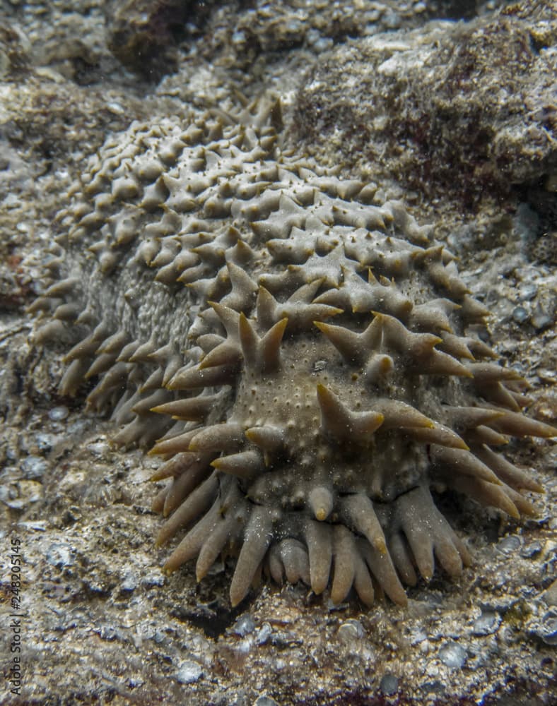 Close Up Odd Pineapple Sea Cucumber Underwater with Pointy Spines